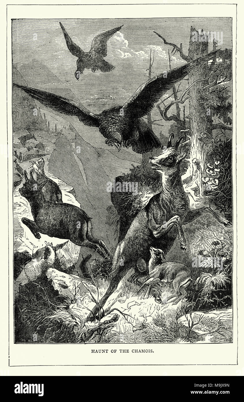 Adler angreifen, Chamois, 19. Die GEMSE (RUPICAPRA rupicapra) ist eine Pflanzenart aus der Gattung der Ziege - Antilope native zu den Bergen in Europa, einschließlich der Europäischen Alpen, der Pyrenäen Stockfoto