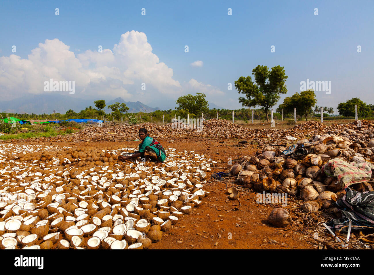 Trocknen Kokosnüsse, Kopra - Tamil Nadu, Indien. Stockfoto