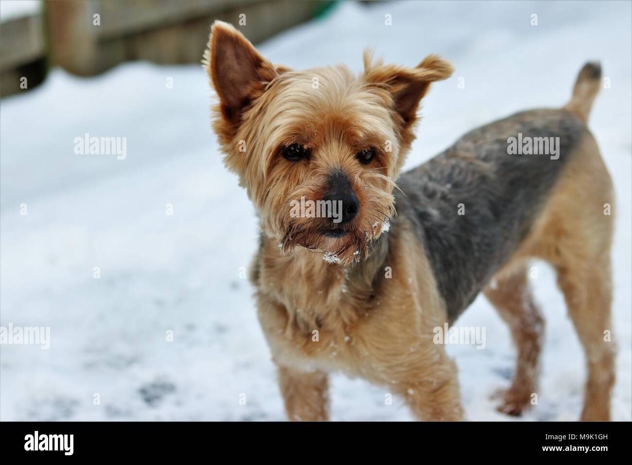 Yorkie Terrier im Schnee Stockfoto