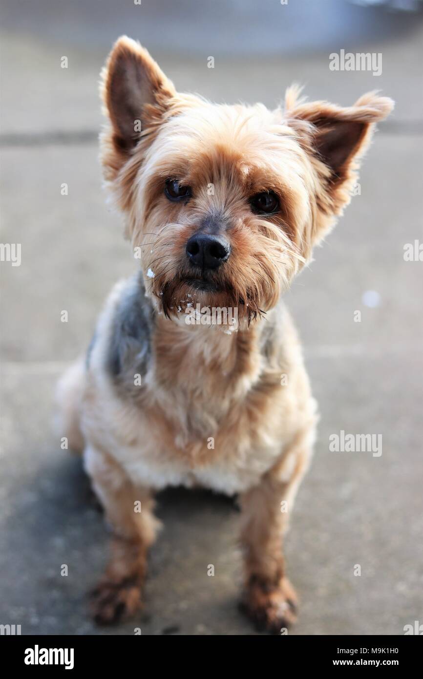 Yorkie Terrier Schau mich an Stockfoto