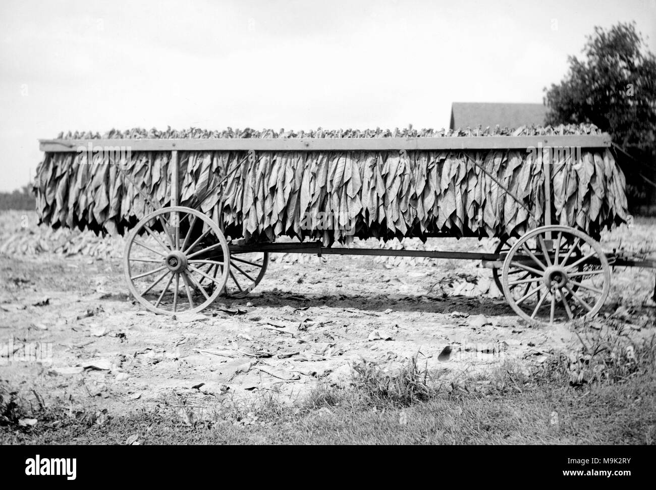 Eine Ernte von Neu abgeholt Tabak hängt an einem Pferd gezogenen Wagen auf einer Nord-carolina Farm, Ca. 1925. Stockfoto