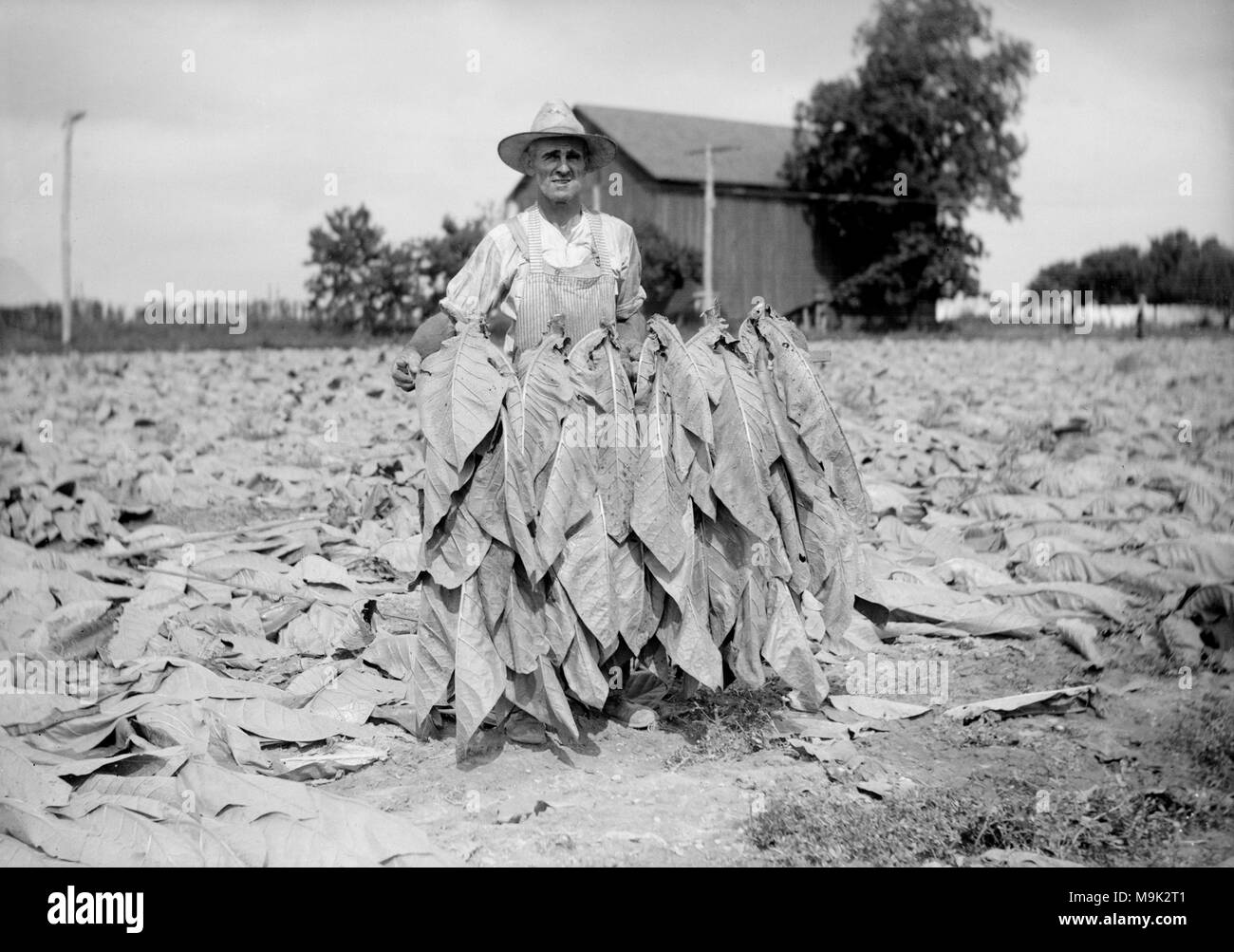 Tabak Bauer zeigt seine Ernte in North Carolina, Ca. 1925. Stockfoto