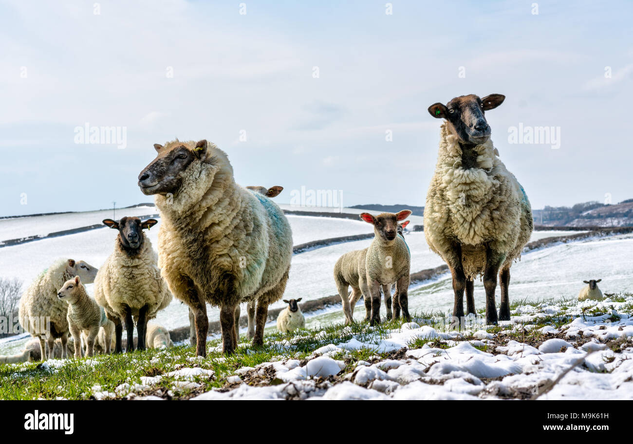 Eine Herde Schafe mit Lämmern im Freien auf der Cornish hang Suchen nach Gras unter die verschneite Landschaft während ein Tauwetter nach dem Winter. Stockfoto