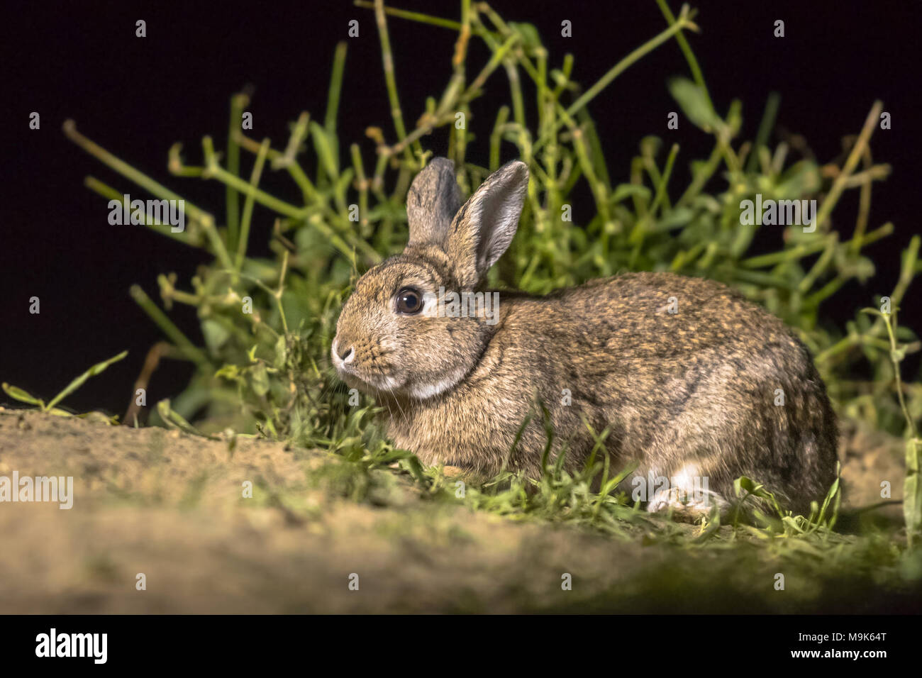 Europäische Kaninchen (Oryctolagus cuniculus) Nahrungssuche in der Dunkelheit der Nacht und suchen in der Kamera Stockfoto