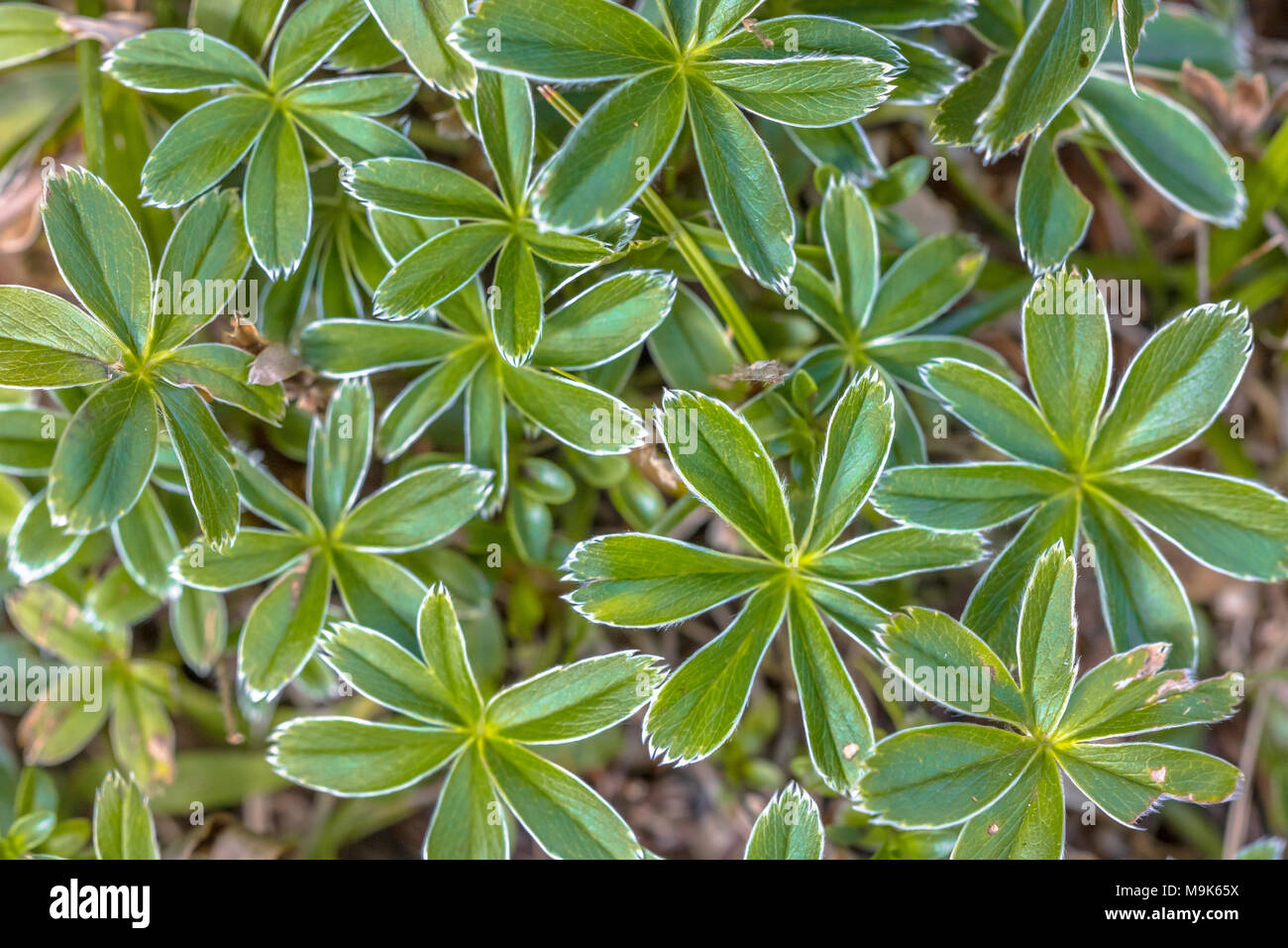 Der Alpine lady-Mantel (Alchemilla alpina) sternförmigen Blätter im Muster als Hintergrundbild Stockfoto