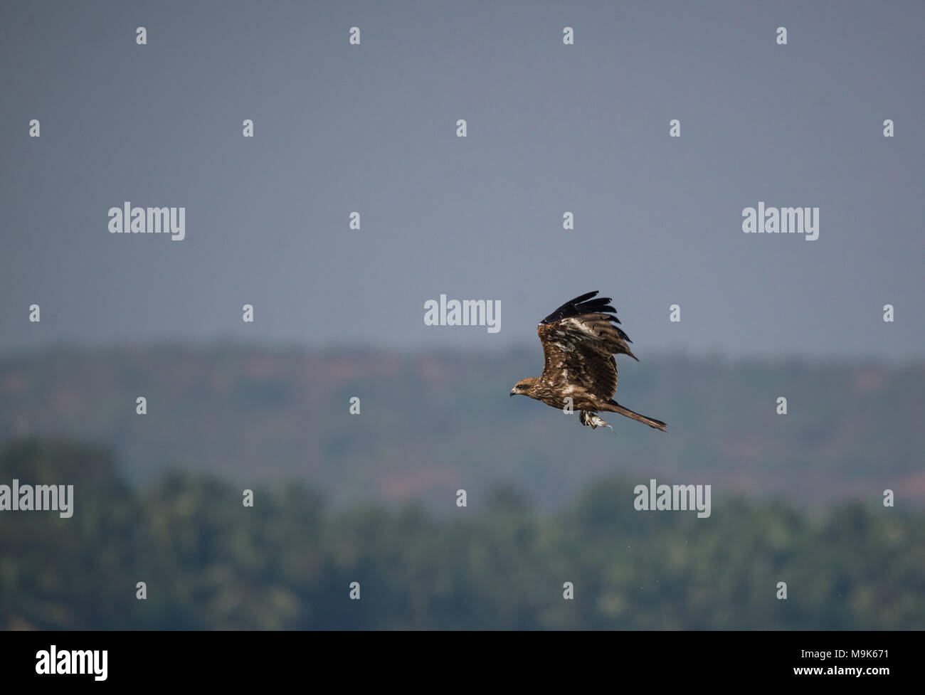 Schwarz Kite gerade gefangen ein Tintenfisch vom Meer und mit Es Stockfoto