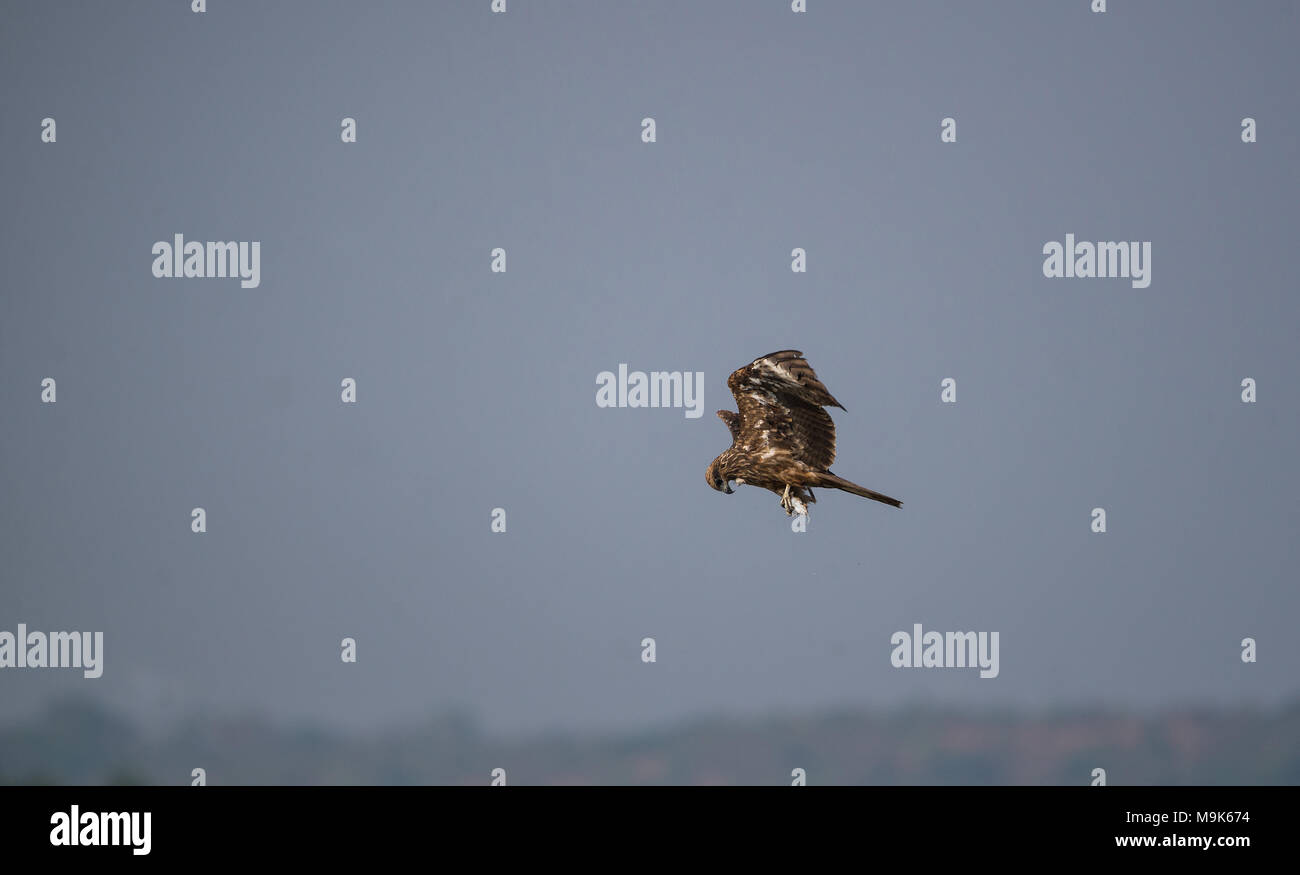 Schwarz Kite gerade gefangen ein Tintenfisch vom Meer und Essen Stockfoto