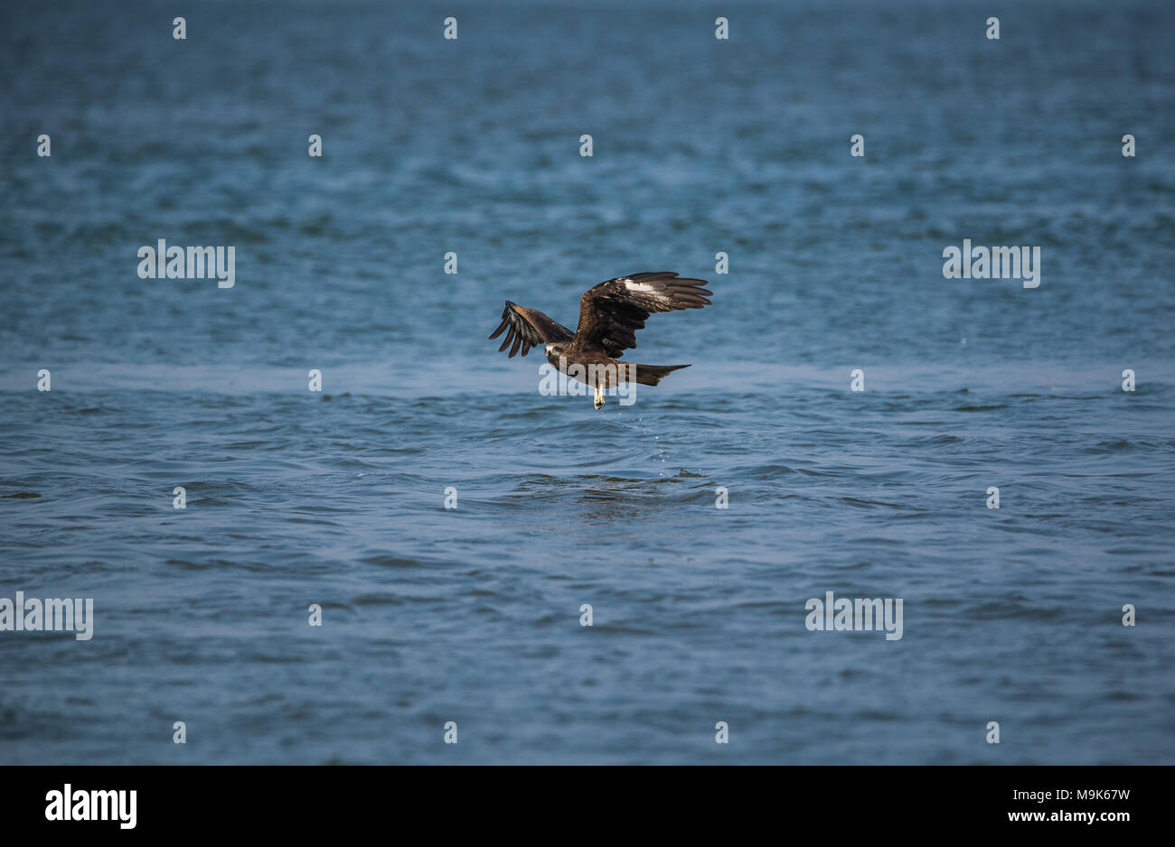 Schwarze Drachen Vogel, Fische zu fangen, aus dem Meer Stockfoto