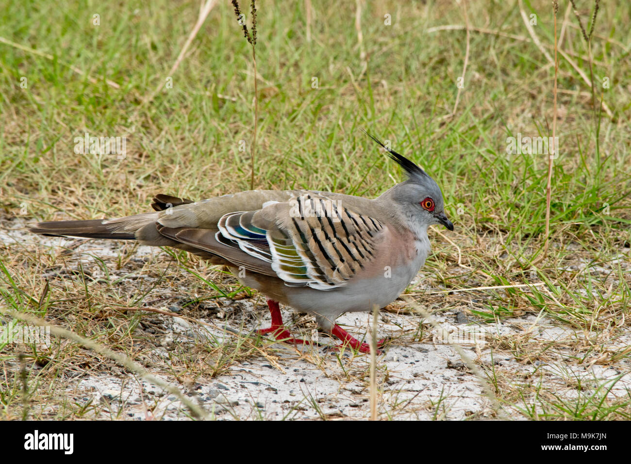 Taube stehend Crested Crested auf dem Boden. In Austarlia. Stockfoto
