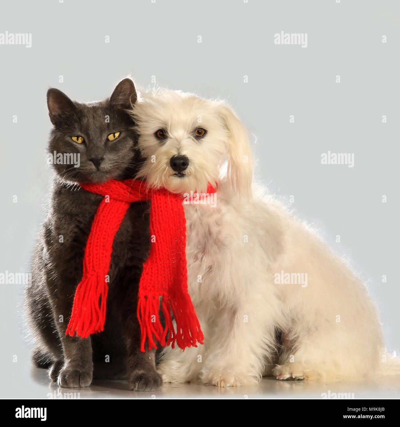 Katze und Hund, nahe zusammen mit einem Schal Stockfoto