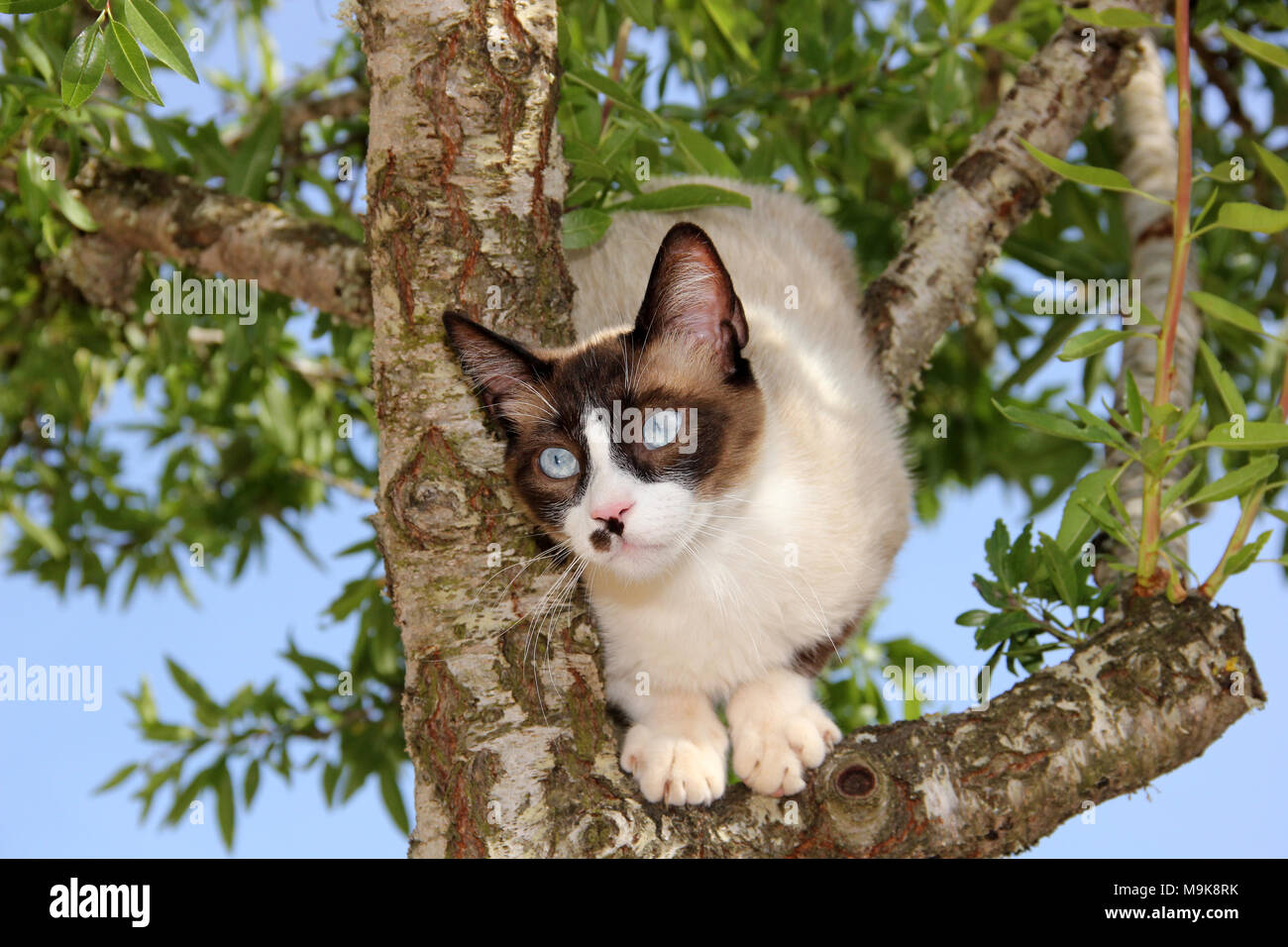 Hauskatze, Seal Point white, einen Baum Stockfoto