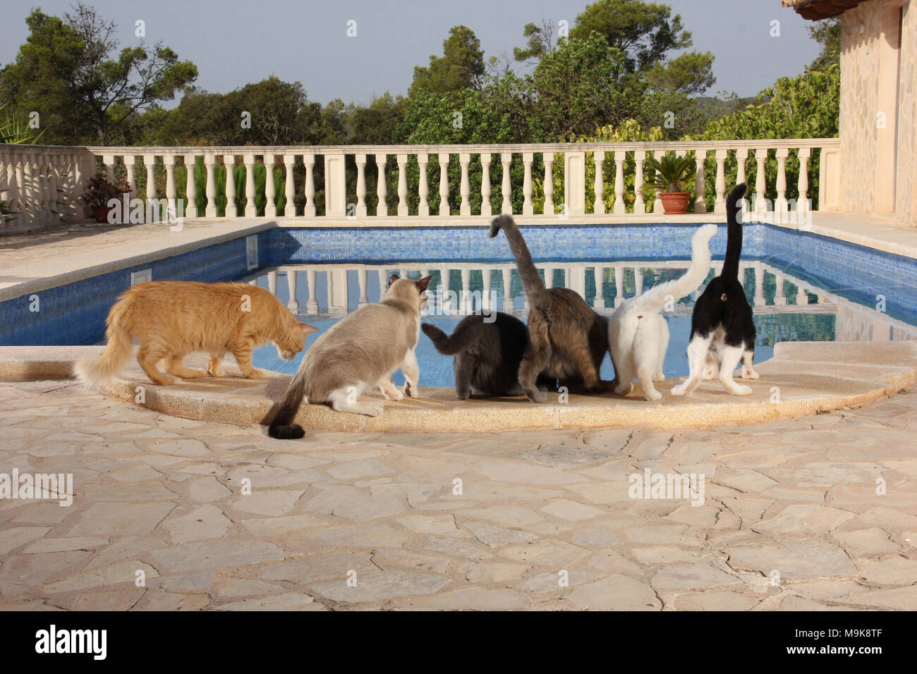 6 Katzen in einem Pool suchen Stockfoto