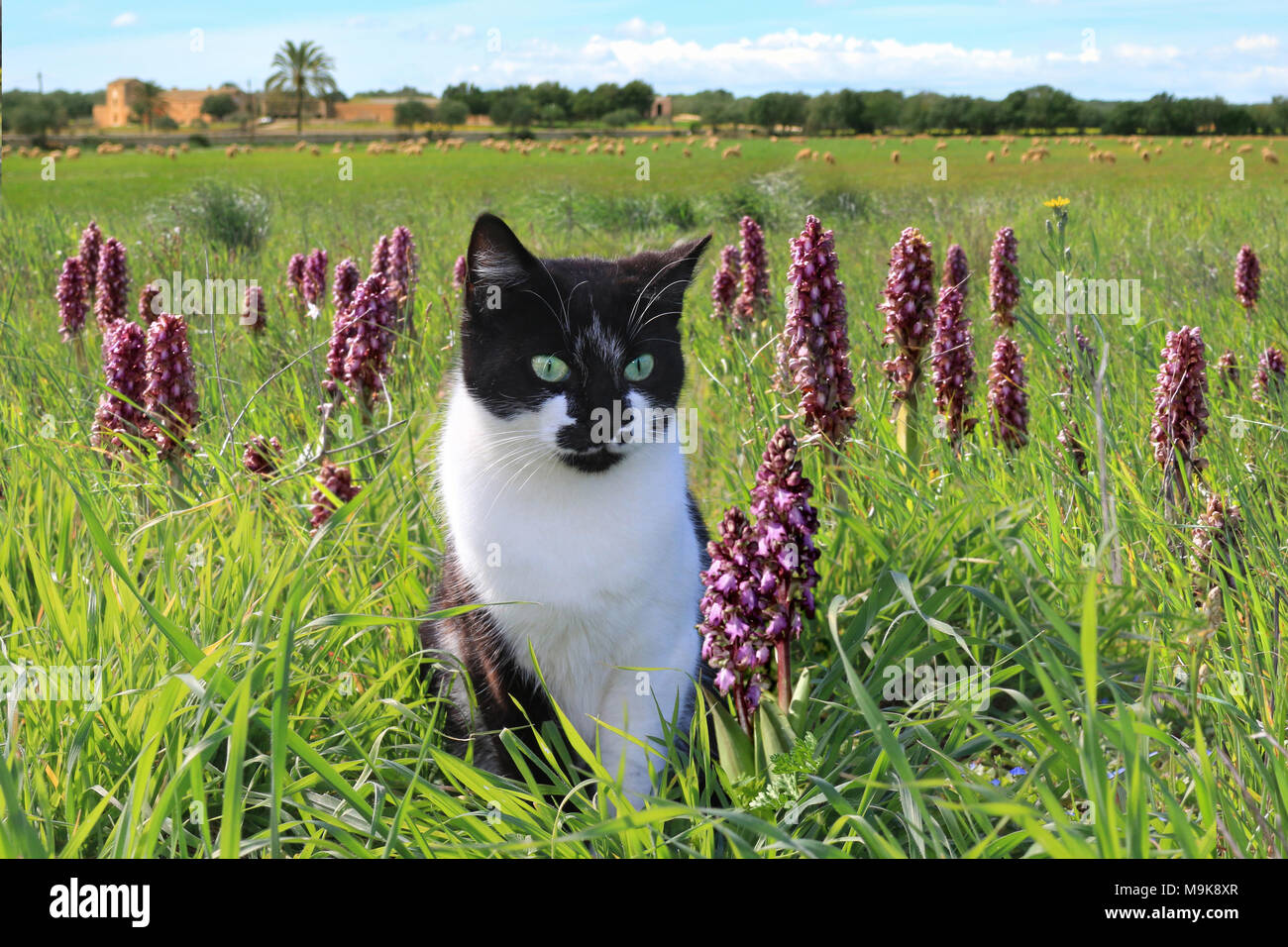 Hauskatze, Tuxedo, sitzend in eine grüne Wiese mit wilden Orchideen Stockfoto