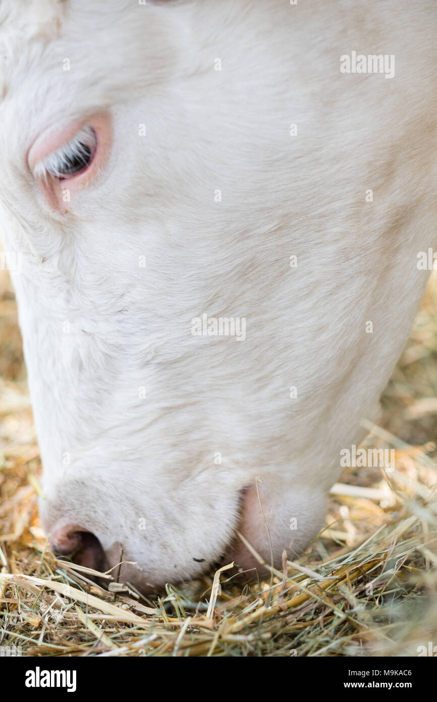 Detailansicht Der weiße Kopf einer Milchkuh Beweidung auf Stroh im Stall. Stockfoto