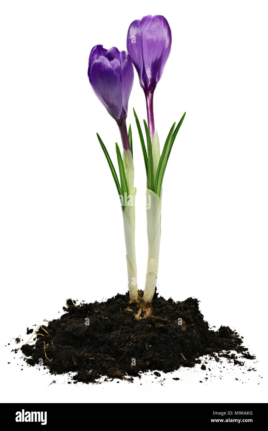 Crocus vernus auf weißem Hintergrund Stockfoto