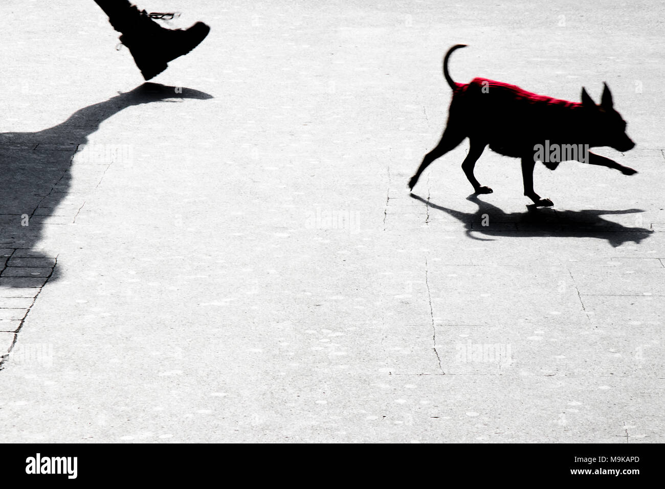 Unscharfe silhouette Schatten von einem kleinen Hund und seinen Besitzer walking city street Stockfoto