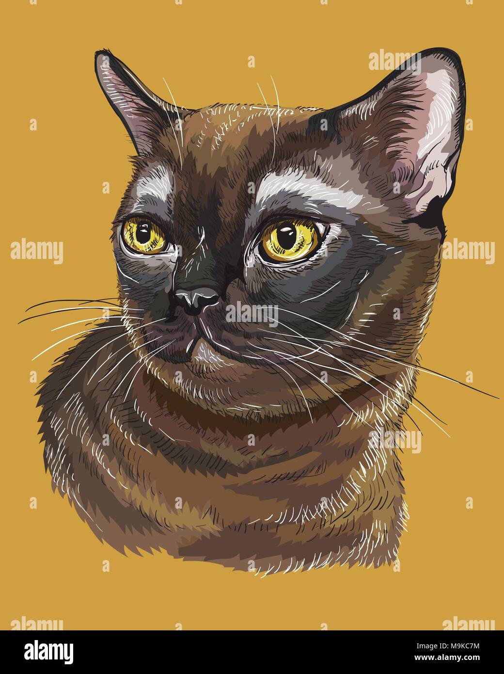 Vektor Kontur bunte Portrait von neugierig Burmese Cat in schwarzen und braunen Farben. Hand Zeichnung Abbildung auf orange Hintergrund isoliert Stock Vektor