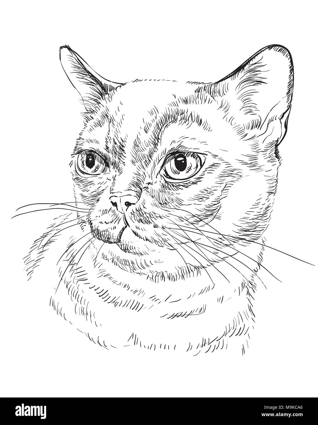 Vektor Kontur monochrome Portrait von neugierig Burmese Cat in der Farbe schwarz. Hand Zeichnung Abbildung isoliert auf weißem Hintergrund Stock Vektor