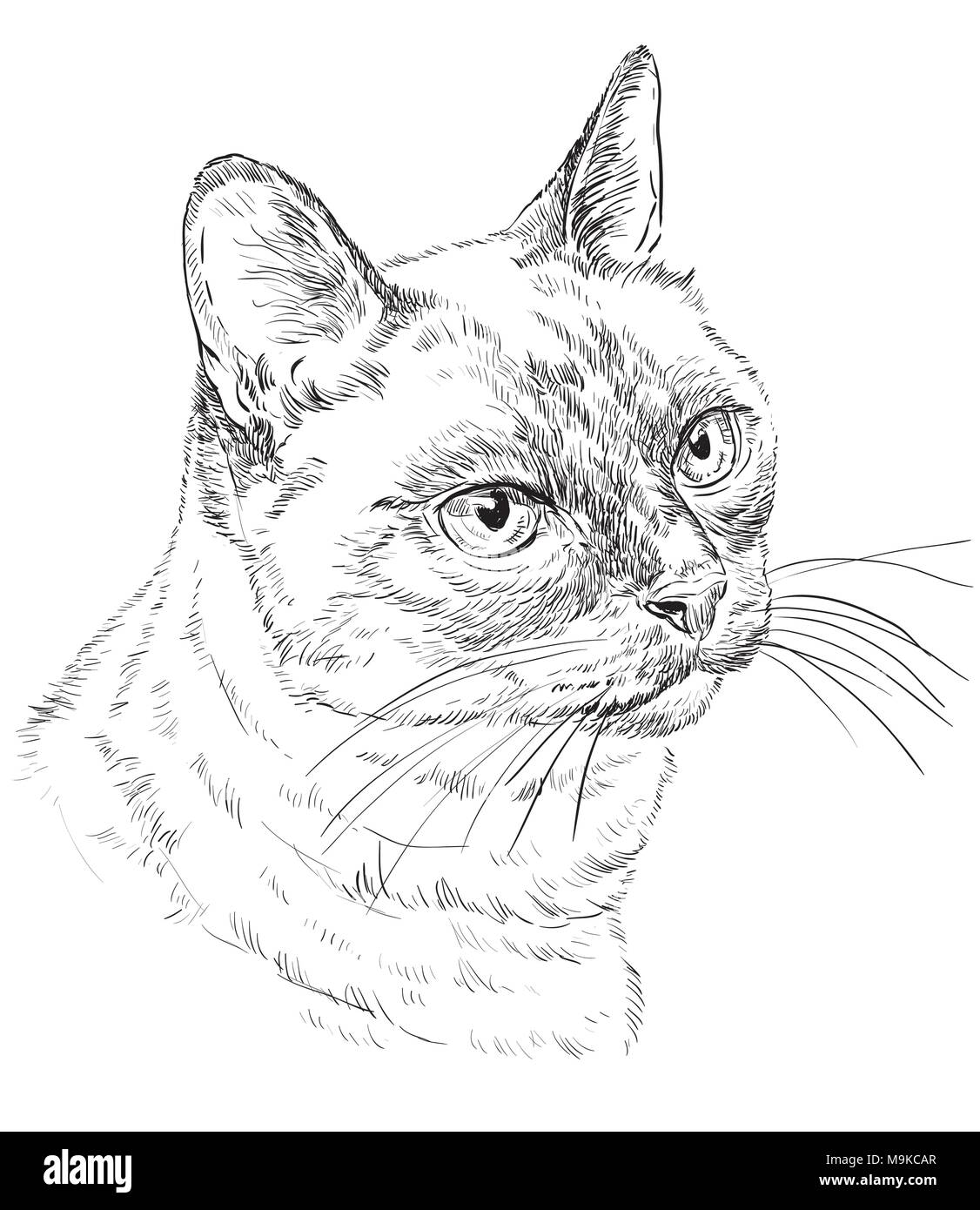 Vektor Kontur monochrome Portrait von neugierig Siamesische Katze in der Farbe schwarz. Hand Zeichnung Abbildung isoliert auf weißem Hintergrund Stock Vektor