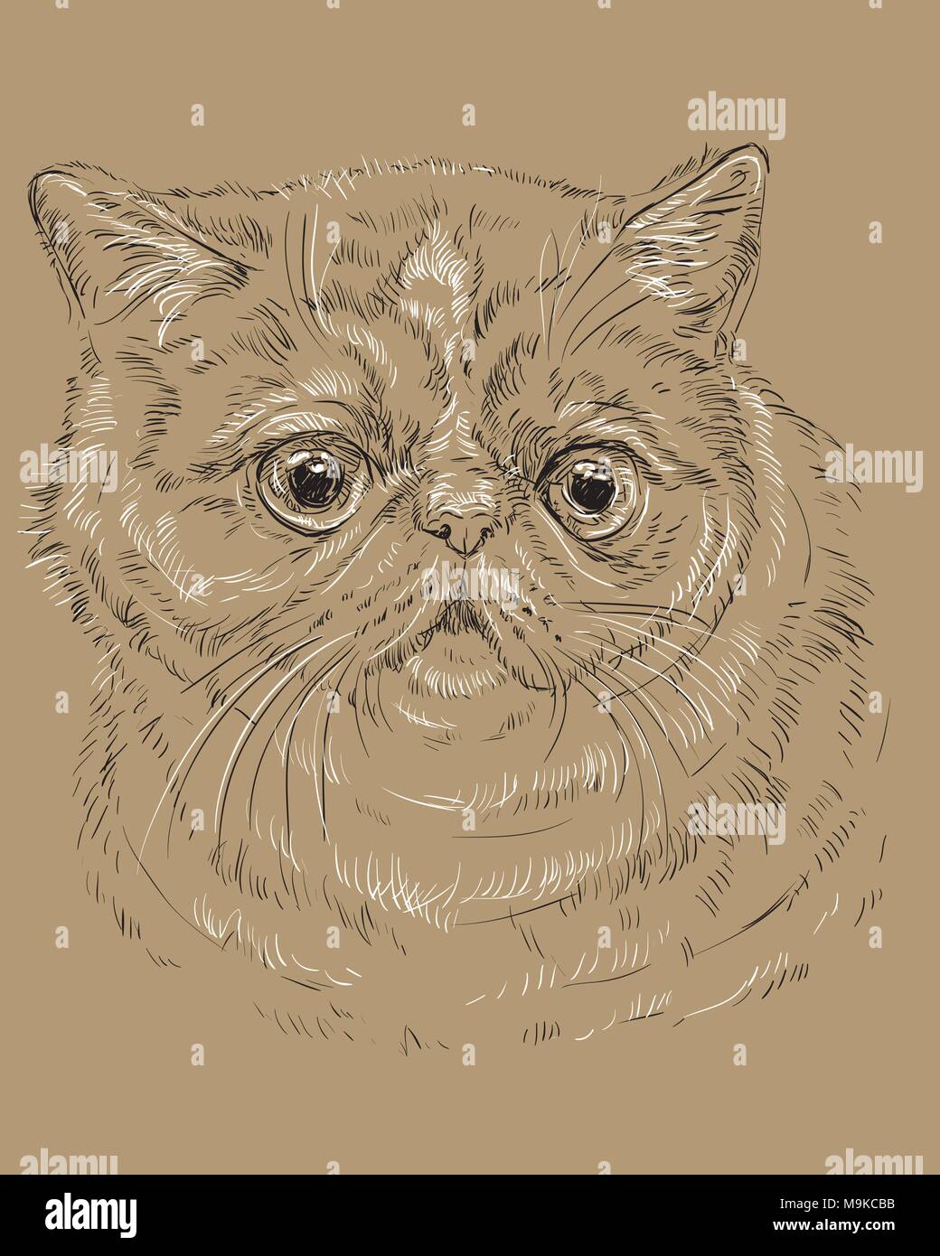 Vektor Kontur monochrome Portrait von neugierig und Exotic Shorthair Katze überrascht in den Farben Schwarz und Weiß. Hand Zeichnung Abbildung auf Stirn, isoliert Stock Vektor