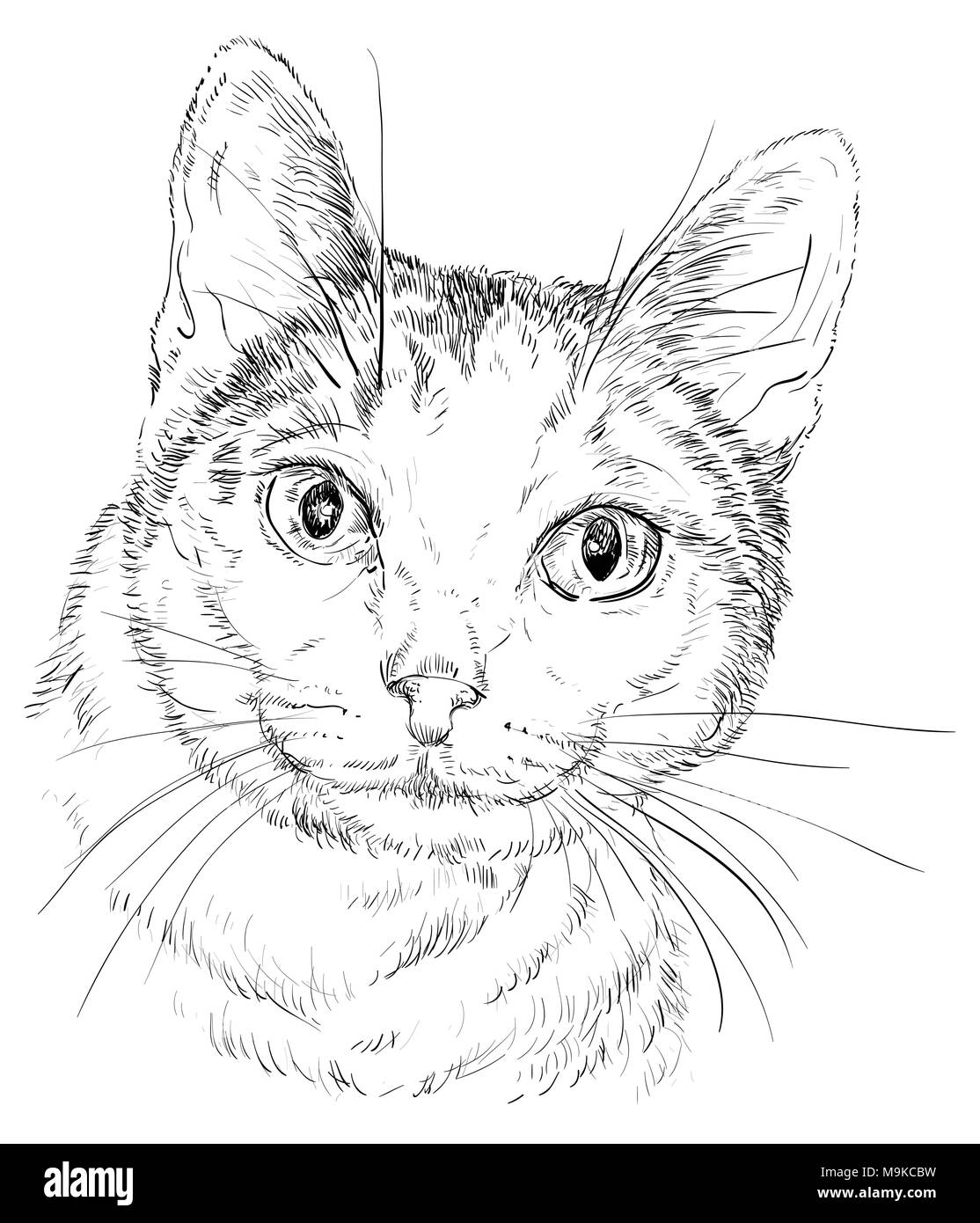 Vektor Kontur monochrome Portrait von neugierig Mongrel Katze in der Farbe schwarz. Hand Zeichnung Abbildung isoliert auf weißem Hintergrund Stock Vektor