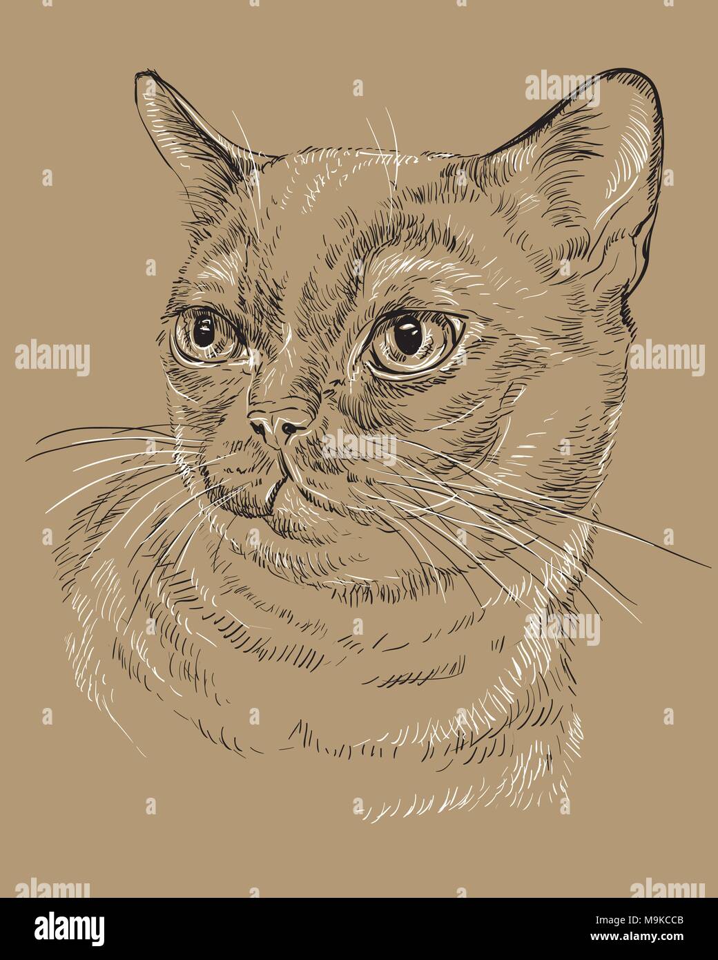 Vektor Kontur monochrome Portrait von neugierig Burmese Cat in den Farben Schwarz und Weiß. Hand Zeichnung Abbildung auf braunem Hintergrund isoliert Stock Vektor