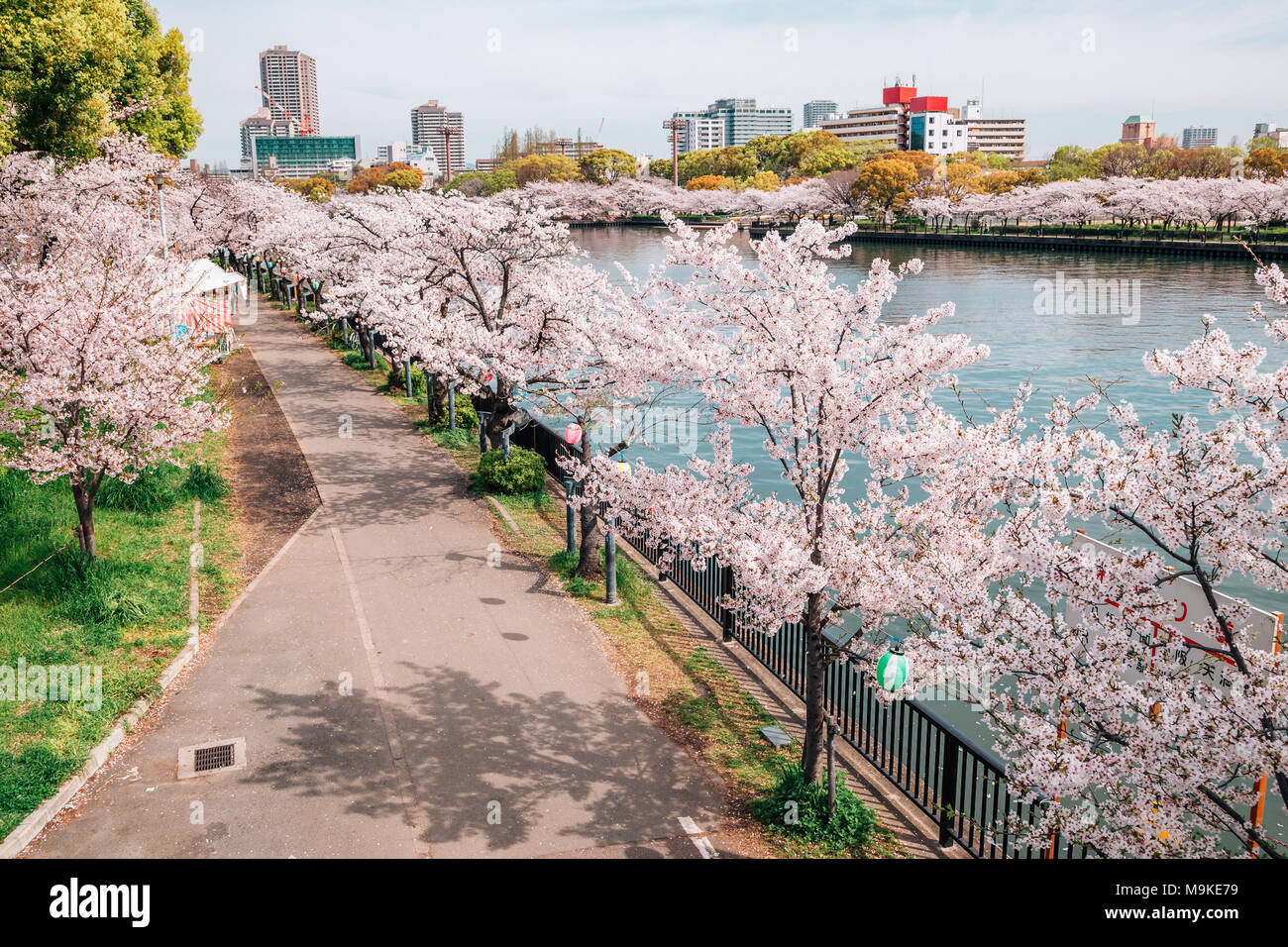 Kirschbluten Strasse Mit Fluss In Kema Sakuranomiya Park Osaka Japan Stockfotografie Alamy Kirschbluten Strasse Mit Fluss In Kema Sakuranomiya Park Osaka Japan Stockfotografie Alamy