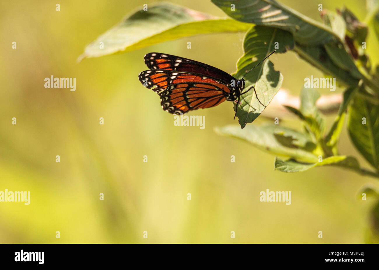 Monarchfalter Danaus plexippus auf einem Milch Unkraut in der CREW Vogel Rookery in Naples, Florida Stockfoto