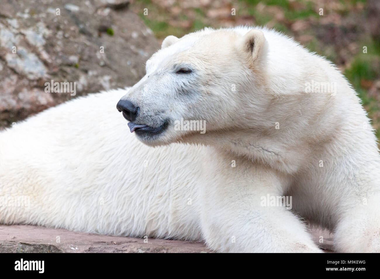 Ein Kopf Porträt eines Ice Bear Stockfoto