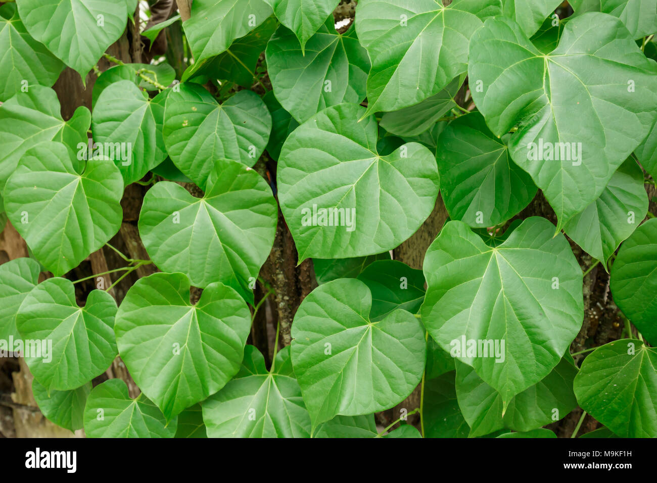 Blätter und Ranken Tinospora crispa Baum im Garten Stockfoto