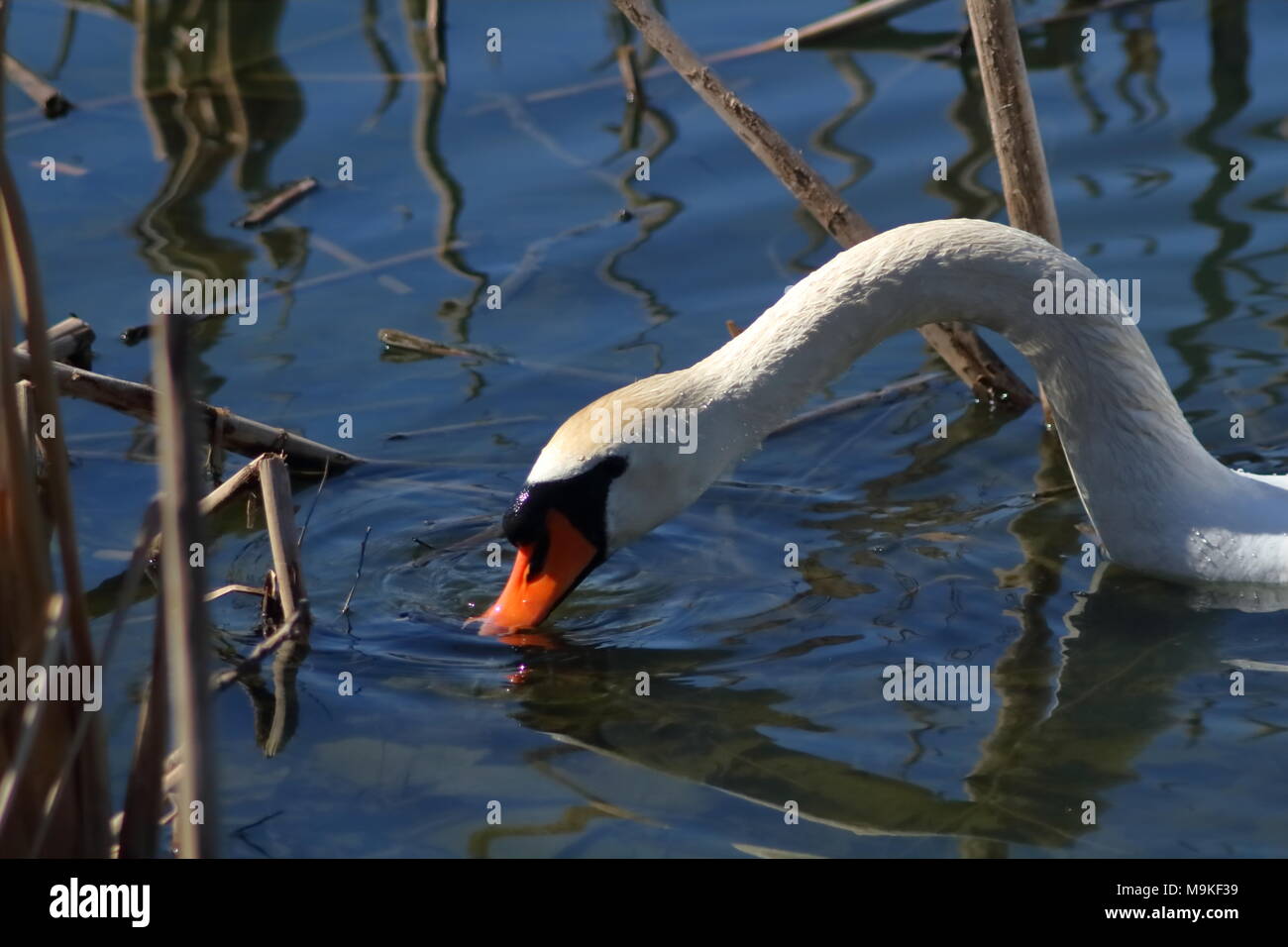 Höckerschwan Fütterung von der Unterseite in einem Sumpf in Hamilton, Ontario, Kanada Stockfoto