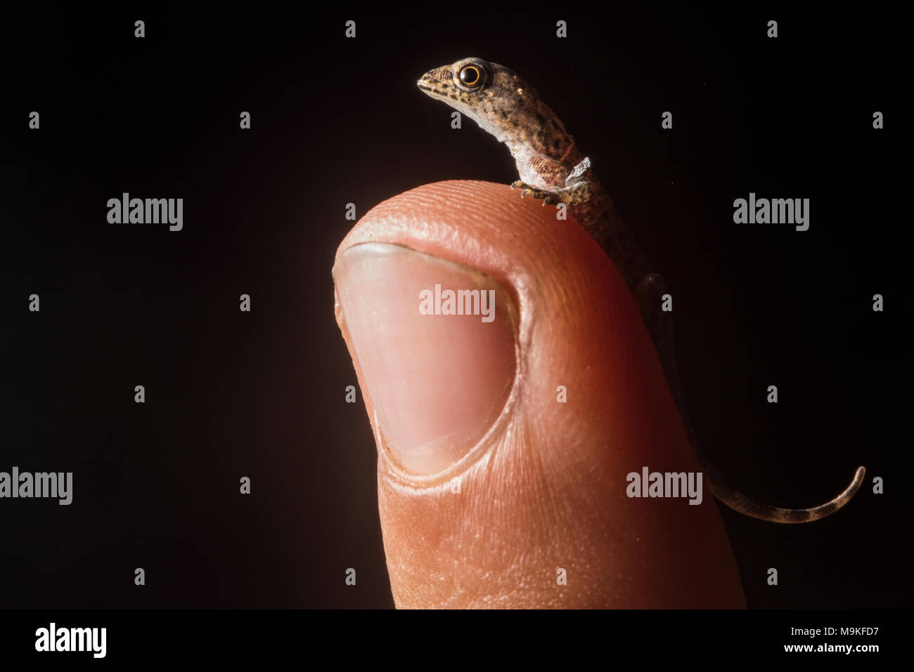 Ein winziges Frisch geschlüpfte House gecko sitzt auf meinem Finger Tip, in Tarapoto, Peru fotografiert. Stockfoto