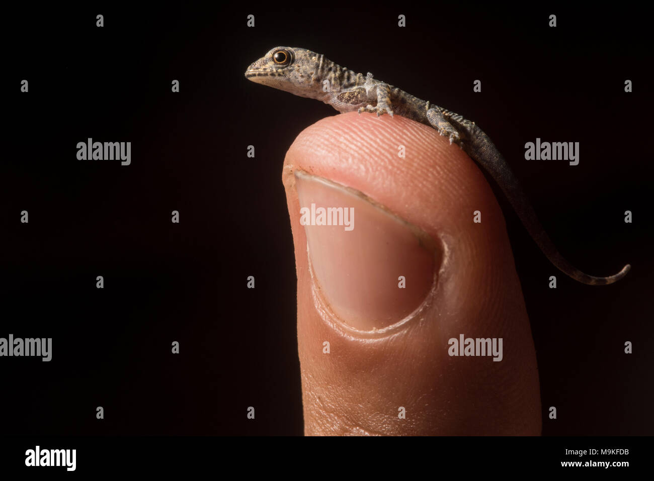 Ein winziges Frisch geschlüpfte House gecko sitzt auf meinem Finger Tip, in Tarapoto, Peru fotografiert. Stockfoto