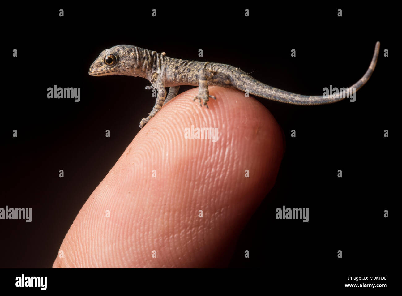 Ein winziges Frisch geschlüpfte House gecko sitzt auf meinem Finger Tip, in Tarapoto, Peru fotografiert. Stockfoto