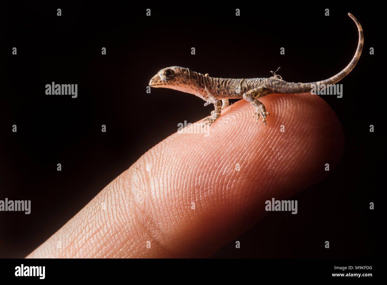 Ein winziges Frisch geschlüpfte House gecko sitzt auf meinem Finger Tip, in Tarapoto, Peru fotografiert. Stockfoto