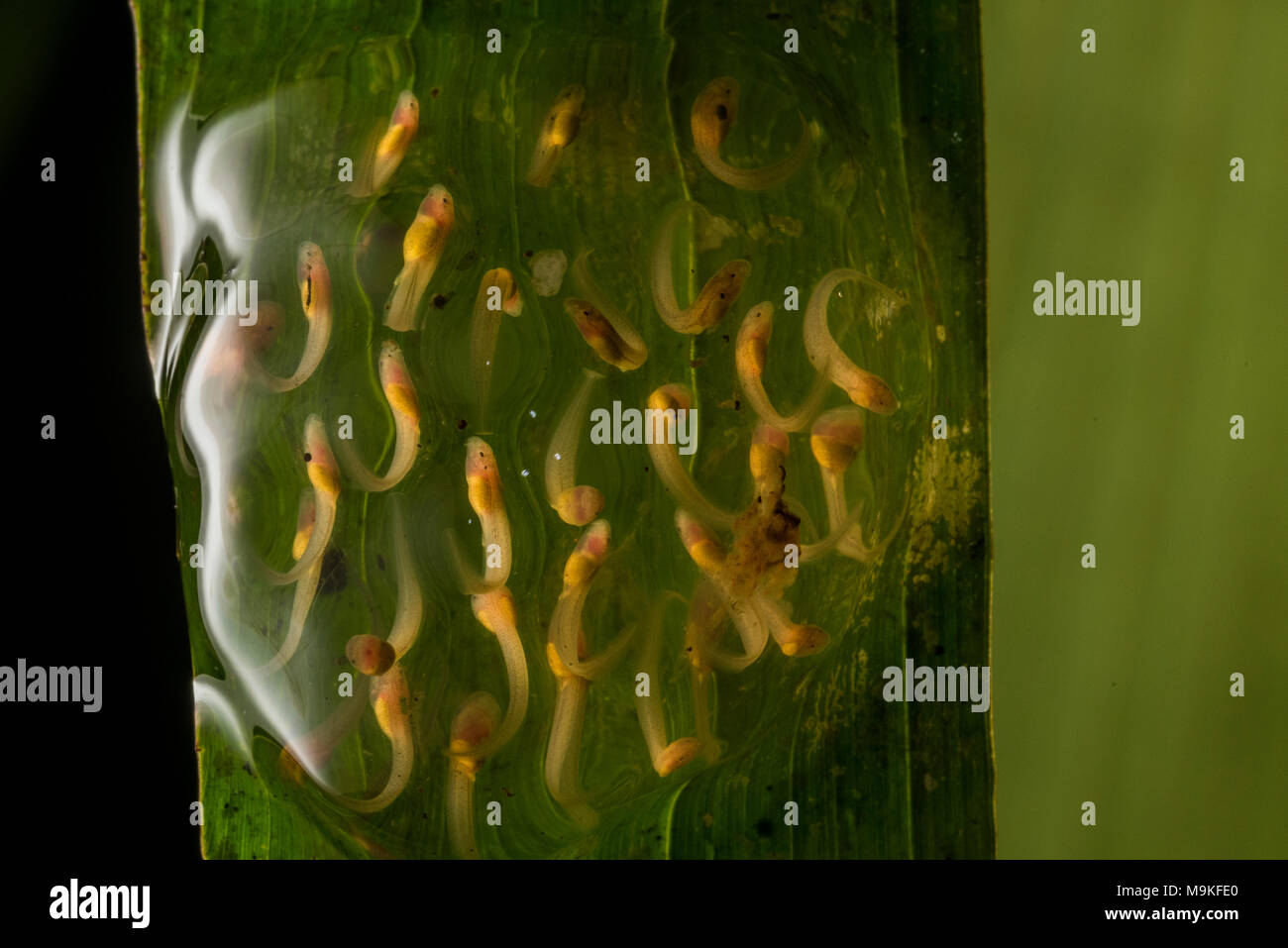 Überhängenden ein Strom in Peru ist es möglich, ei Massen Froschschenkel mit Kaulquappen entwickeln zu finden. Dieses ei Masse gehört zu einem glassfrog (Centrolenidae). Stockfoto