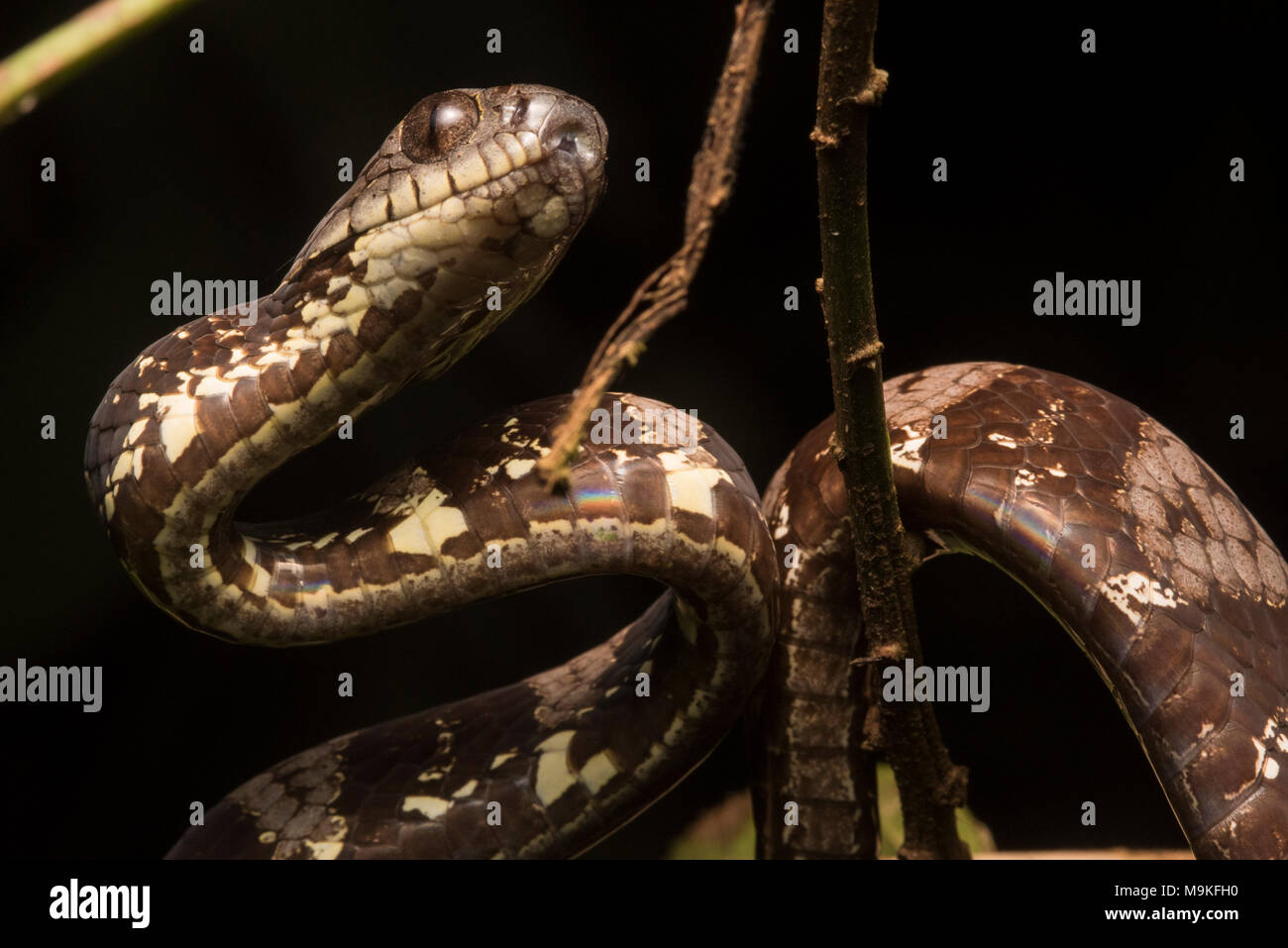 Ein NEOTROPISCHER Schnecke Essen Schlange (Dipsas indica) aus dem Dschungel von Peru. Harmelss für Menschen, diese Spezies Feeds ganz auf Schnecken auf Schnecken. Stockfoto
