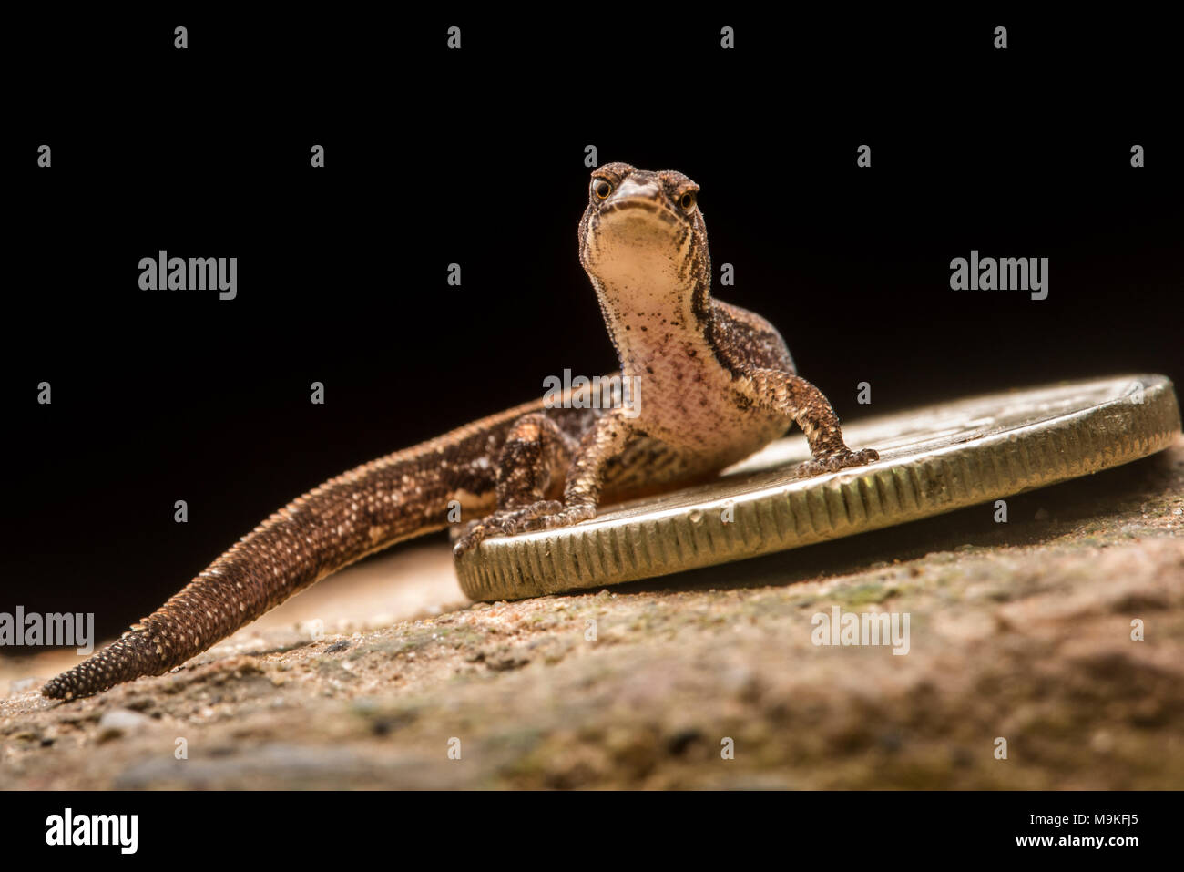 Dieses kleine gecko Arten (Psuedogonatodes sp.) ist unter den kleinsten Reptilienarten und wird durch eine kleine Münze in den Schatten gestellt. Stockfoto