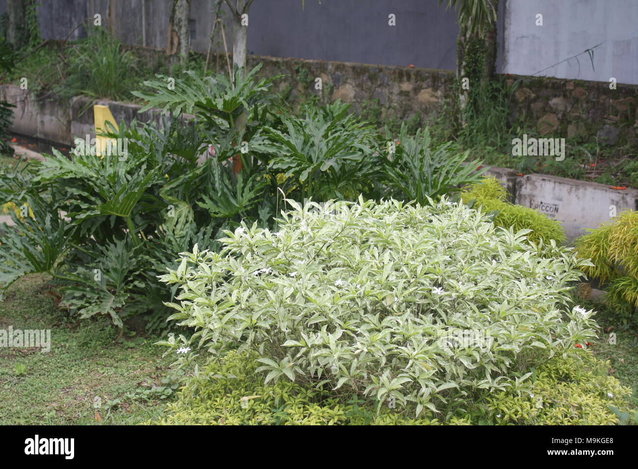 2 Pflanzen im Garten in der Nähe von Wohngebiet auf dem Hintergrund Stockfoto