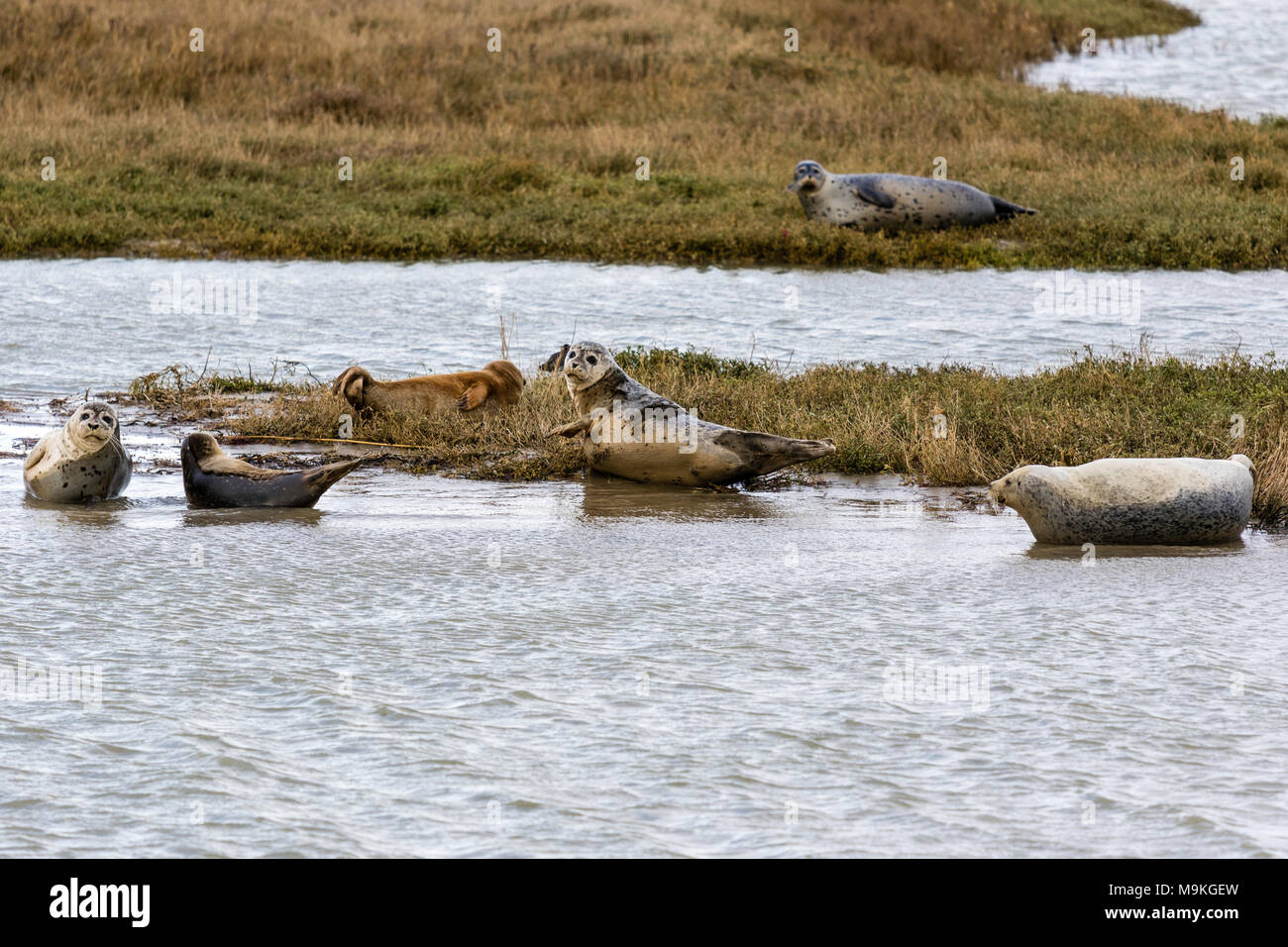 England, Sandwich. Dichtungen auf sümpfen an der Mündung des Flusses Stour Aalen. Trübes Wetter. Stockfoto