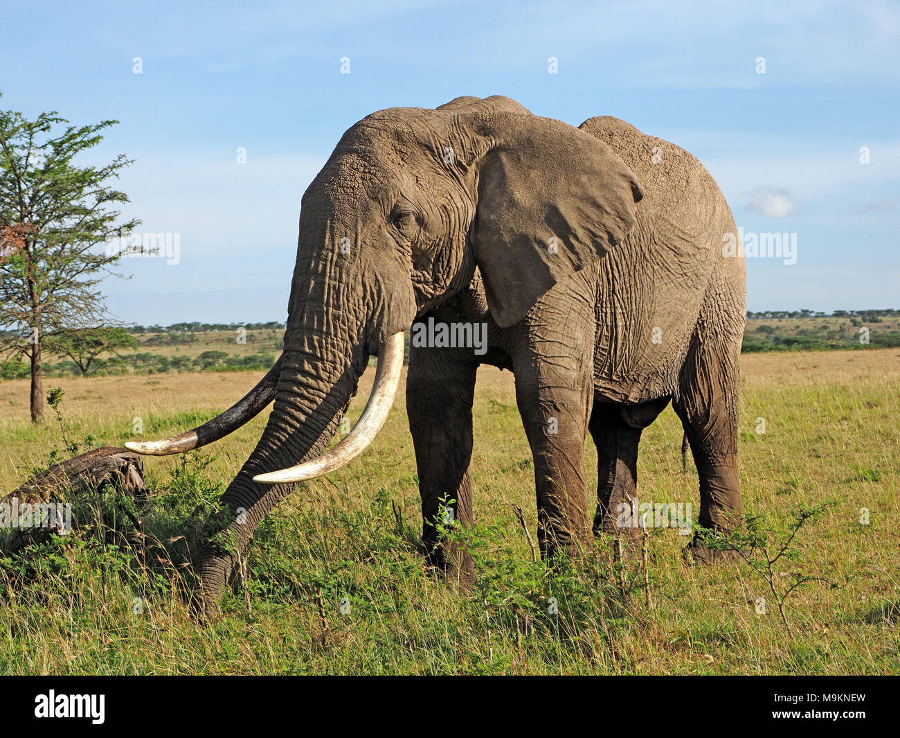 Große Stier afrikanischen Busch Elefant (Loxodonta africana) auf Ebenen der Masai Mara, Kenia, Afrika Stockfoto