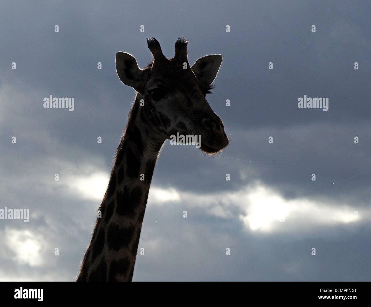 Hintergrundbeleuchtung Leiter der Masai Giraffe (Giraffa tippelskirchi) zeigt Gewinde des Speichels in der Wind gegen den grauen Himmel über Masai Mara, Kenia, Afrika Stockfoto