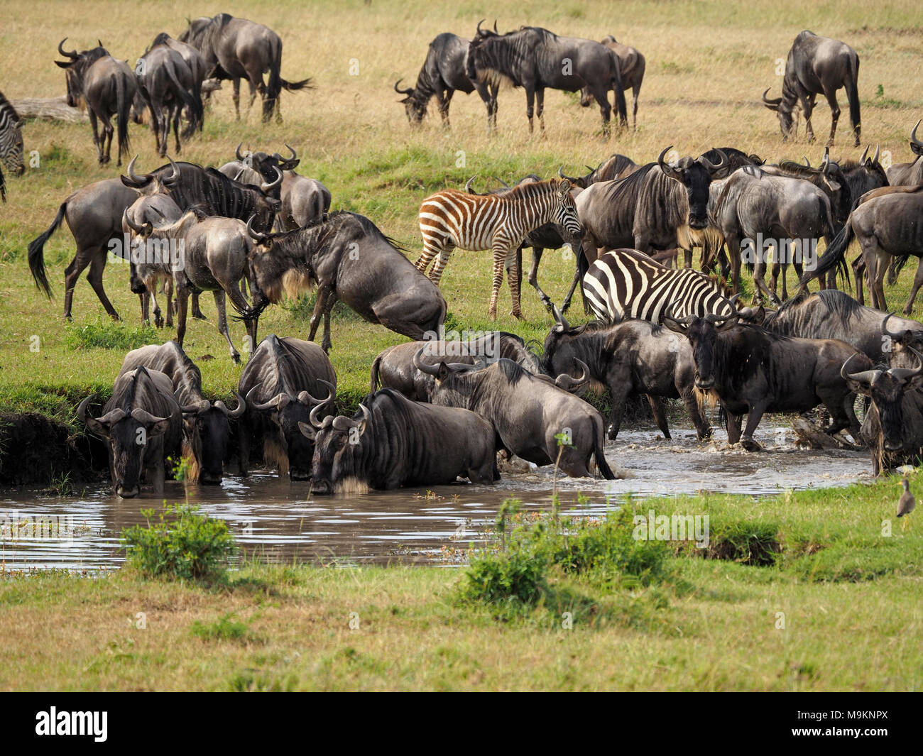 Gemischte Herde von Weiß-bärtigen Gnus (connochaetes Taurinus), und ebenen Zebras (Equus quagga) an einer Wasserstelle in der Masai Mara, Kenia, Afrika entspannen Stockfoto