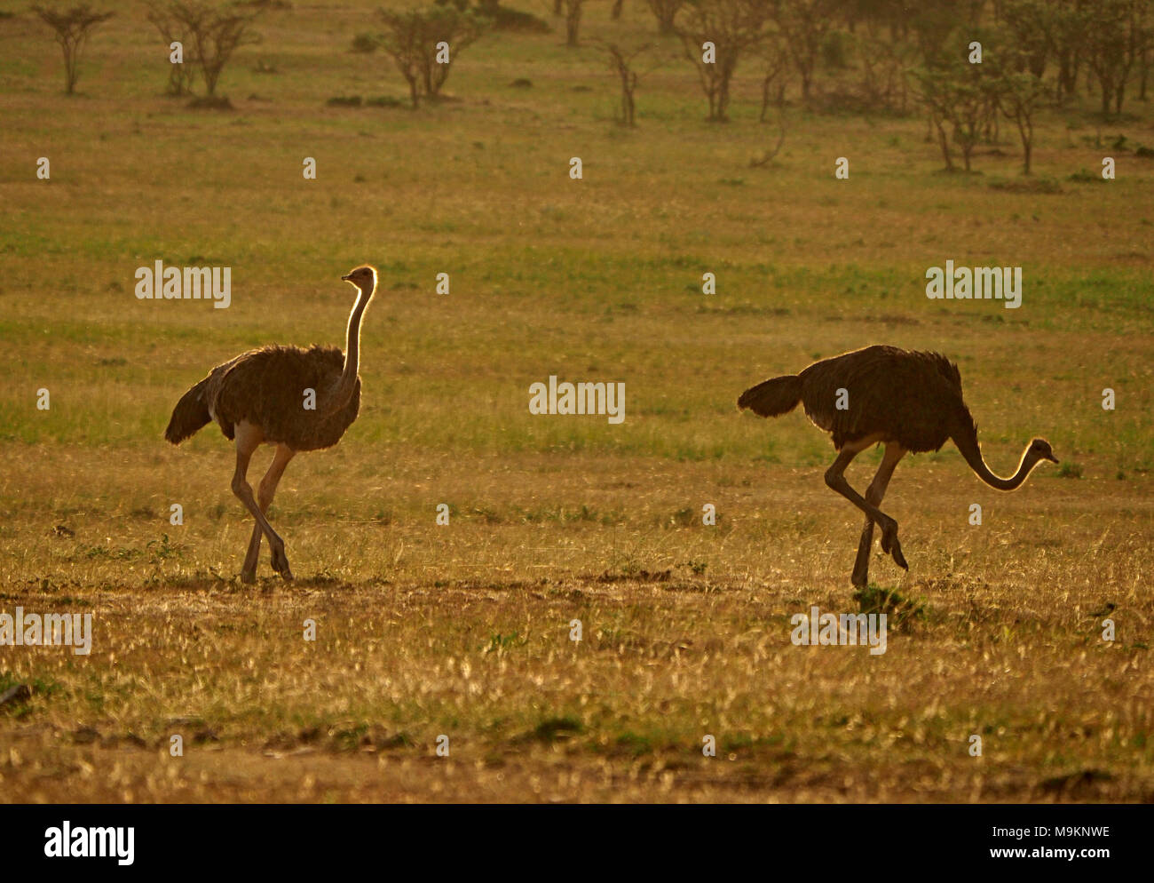 Zwei weibliche gemeinsame Strauß (Struthio camelus) mit Hintergrundbeleuchtung, wie sie über die Ebenen der Masai Mara, das Suchen nach Proteinreichen Nahrung in Kenia, Afrika Stockfoto
