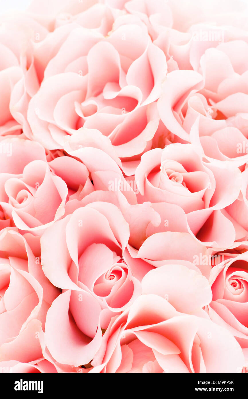 Zartes Rosa Hintergrund der blühenden Rosen, in Pastellfarben Stockfoto