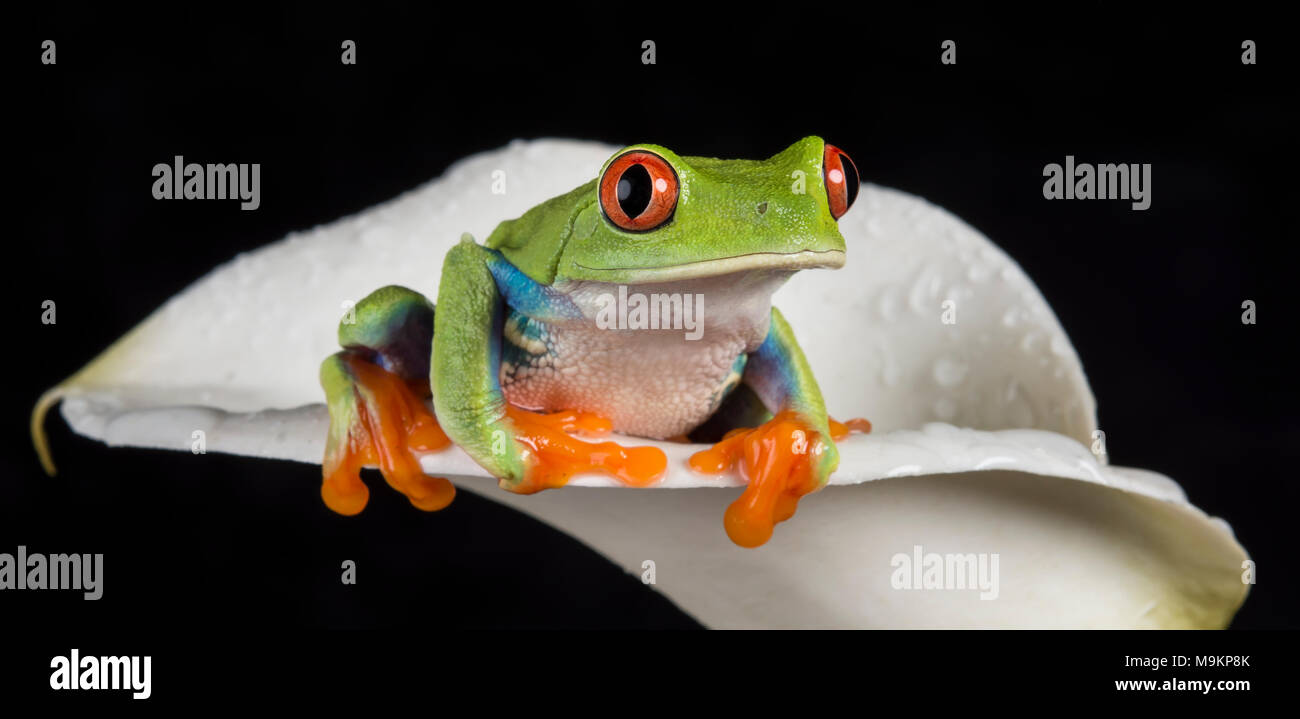 Red Eyed Laubfrosch Stockfoto