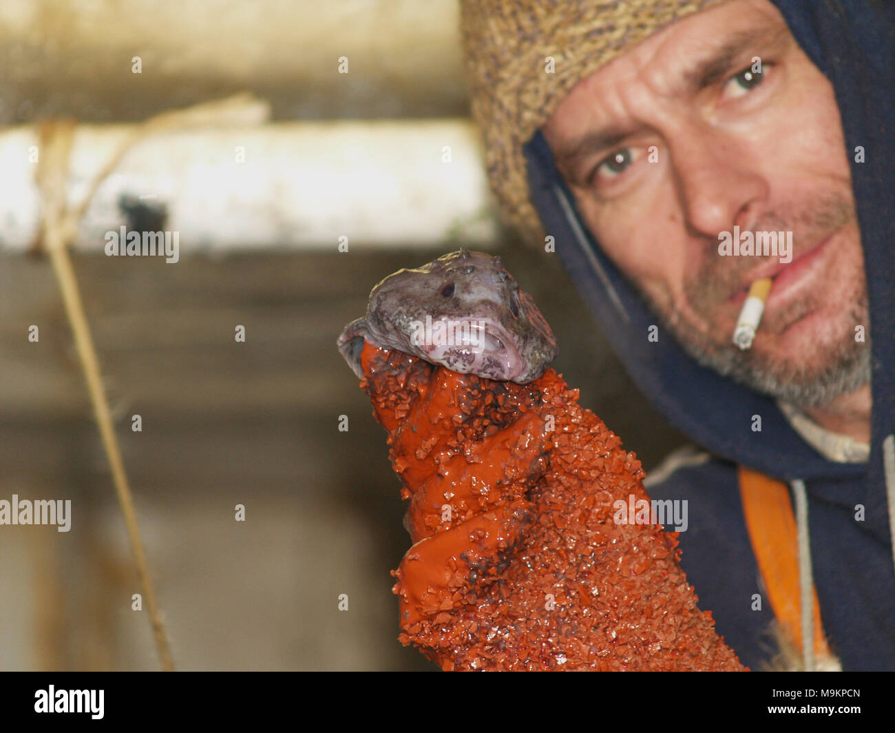 Die Besatzung eines industriellen unten Trawler im Nordatlantik Prozesse die Fische in die Fabrik Deck Stockfoto