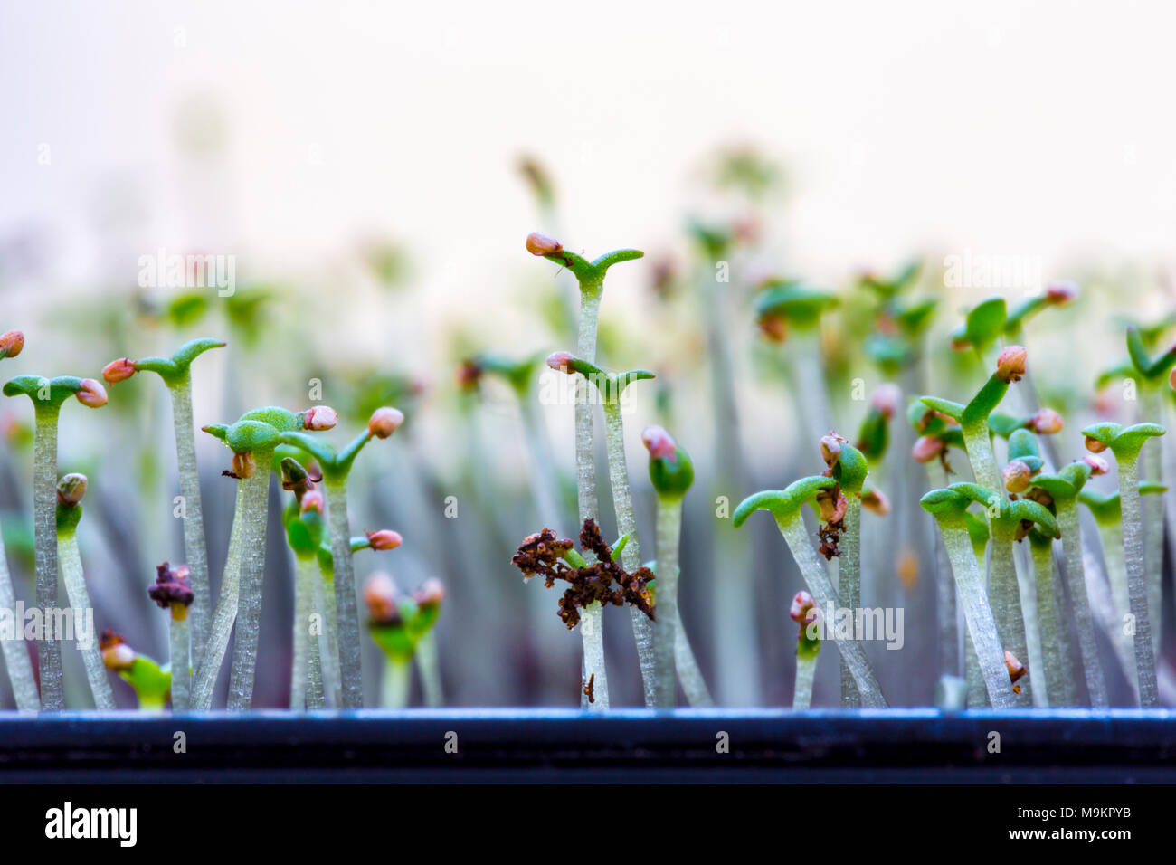 Sämlinge in einem Fach Mesembryanthemum Blume Sämlinge. Stockfoto