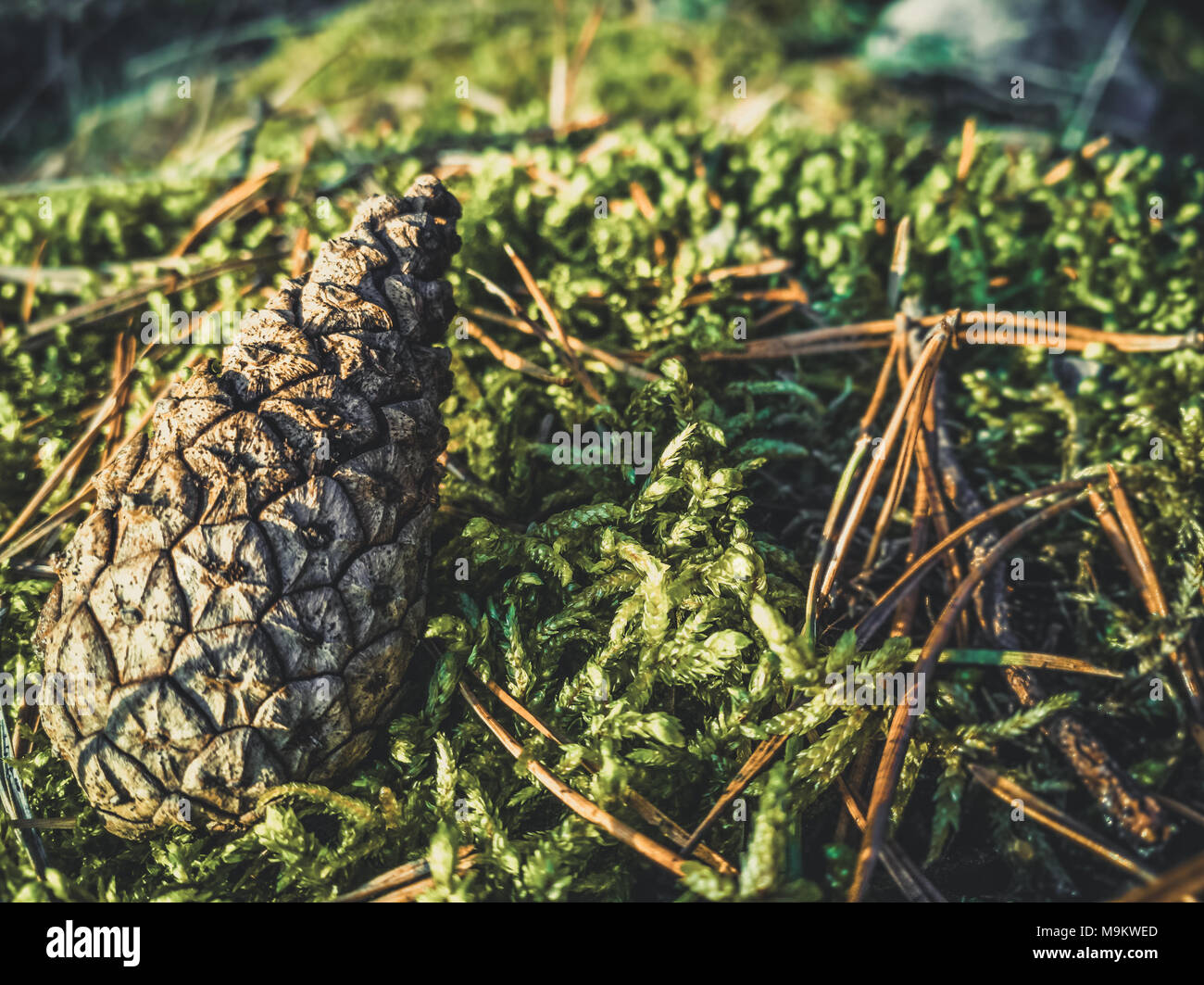 Bunte Nahaufnahme von Pine Cone in Flechten in Wald - Vintage look bearbeiten Stockfoto
