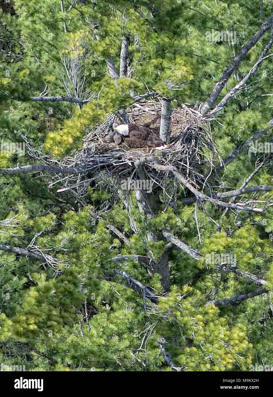 Nach Adler mit Küken im Nest. Michigan Foto von Tim Kaufman Stockfoto